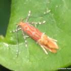 Cosmopteriginae Moth