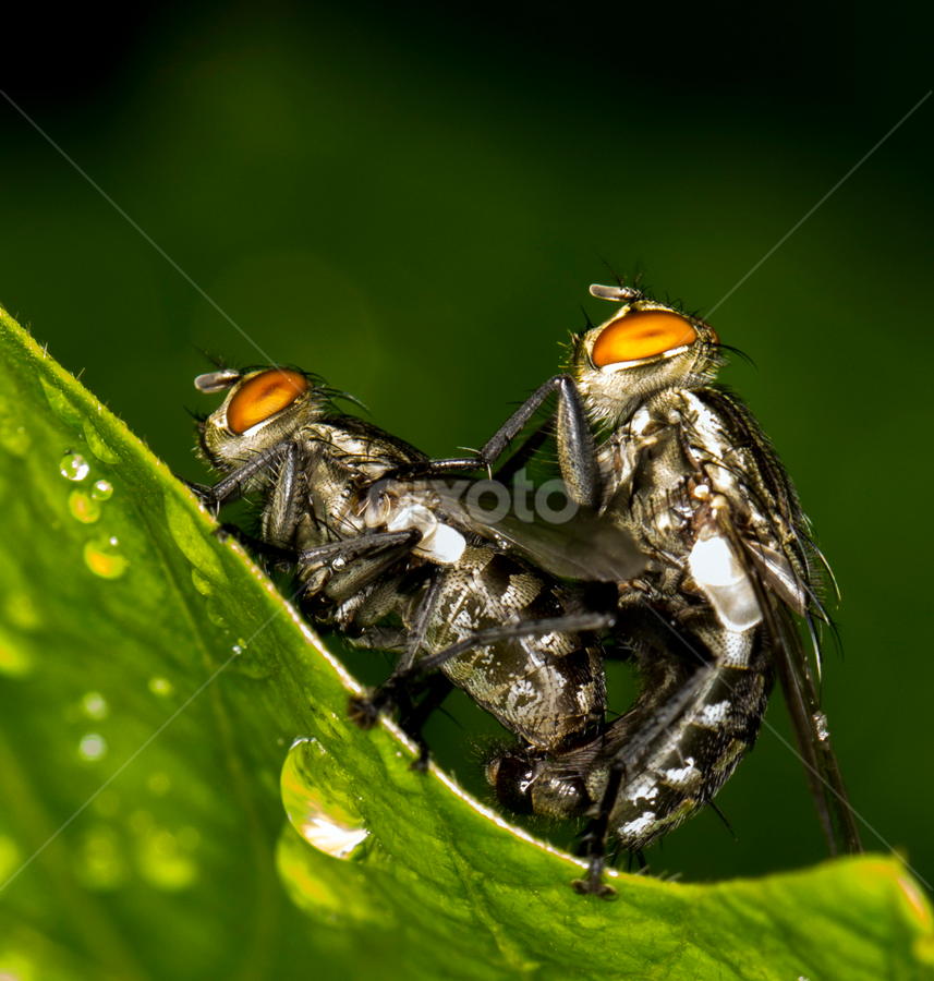 LalatX by Abdul Rahman - Animals Insects & Spiders