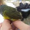 MacGillivray's Warbler