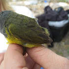 MacGillivray's Warbler