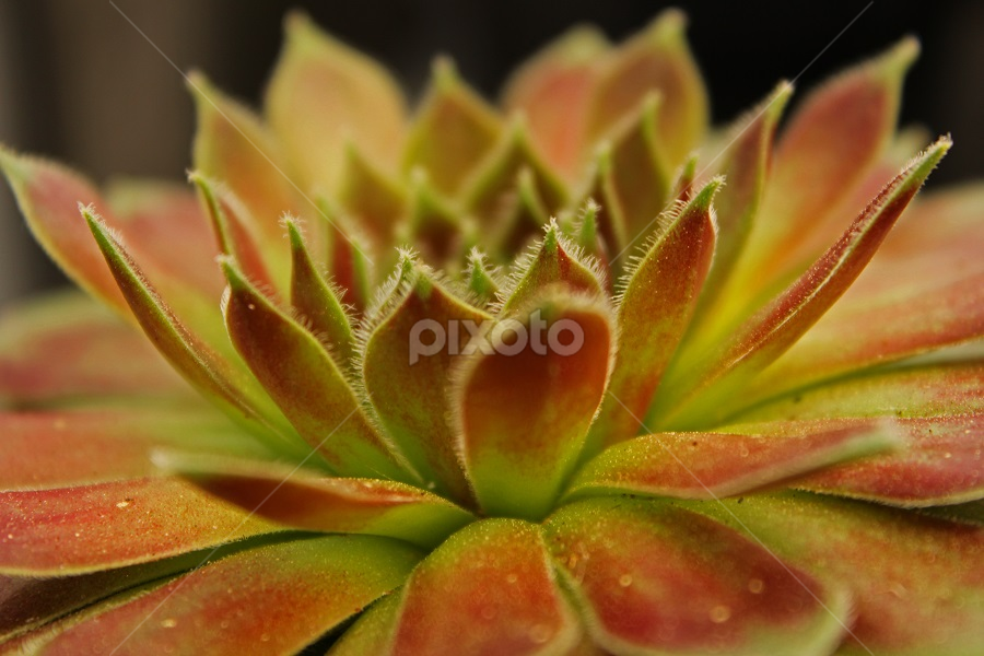 by Heather Carter - Nature Up Close Other plants