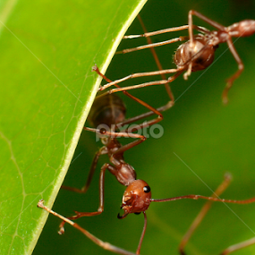 Myrmarachne Plataleoides by Azman Saad - Animals Insects & Spiders