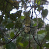 Batik Golden Web Spider (♀)