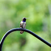 Black-chinned hummingbird, male