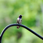 Black-chinned hummingbird, male