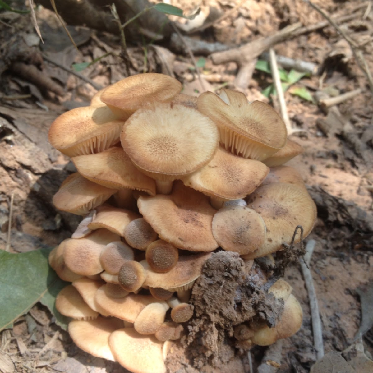 Honey Mushroom