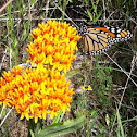 Monarch Butterfly