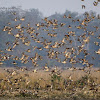 Mixed migratory flock