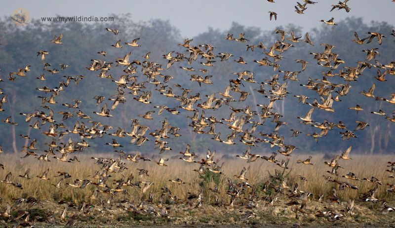 Mixed migratory flock