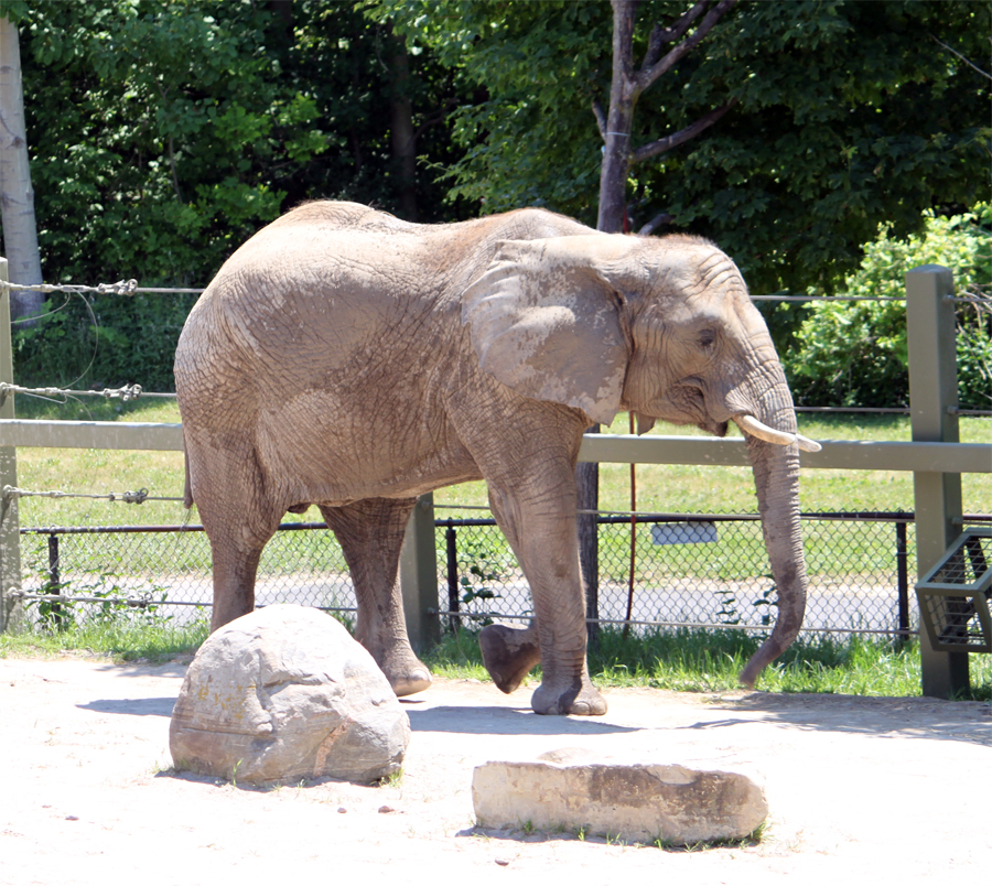 African elephant