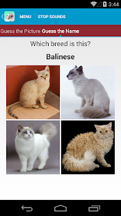 Cat Sounds and Breeds List(圖6)-速報App
