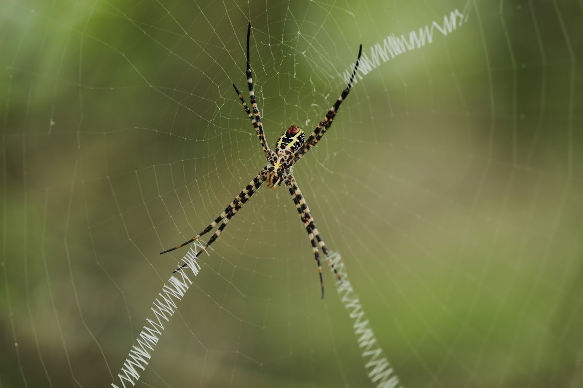 Signature Spider