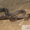 Common Wolf snake