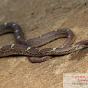 Common Wolf snake