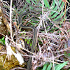 Southern Ribbon Snake