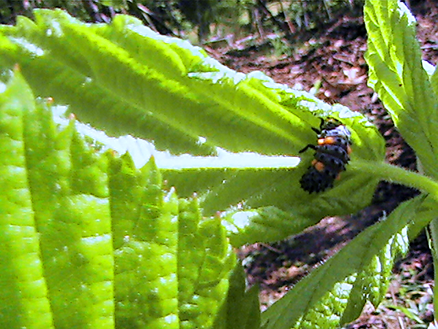 Lady Beetle Larva