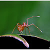 Ant mimic crab spider