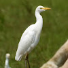 Cattle Egrets on sheep