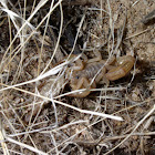 Striped tail scorpion