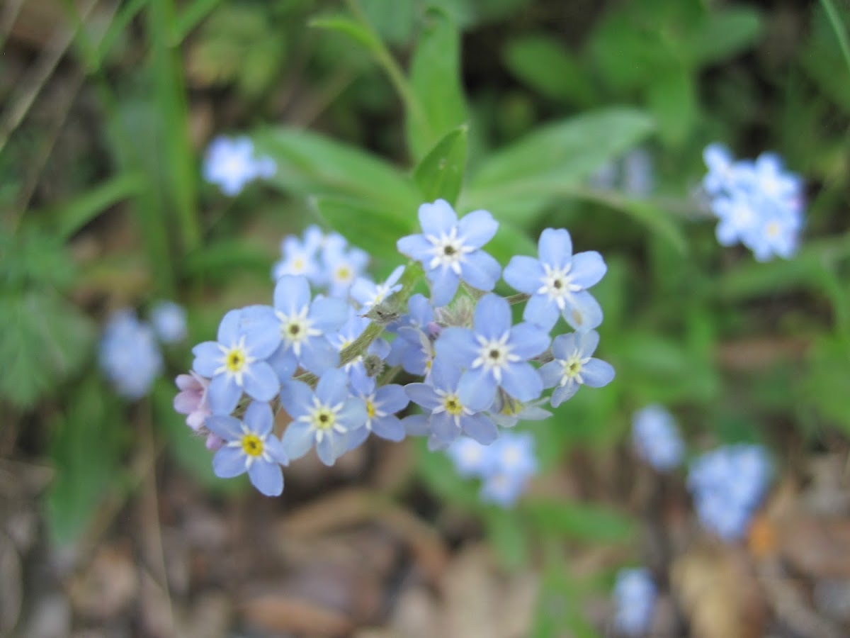 Blue forget-me not