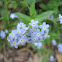 Blue forget-me not