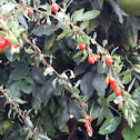 Goji berry plant