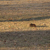 Black Eastern Gray squirrel