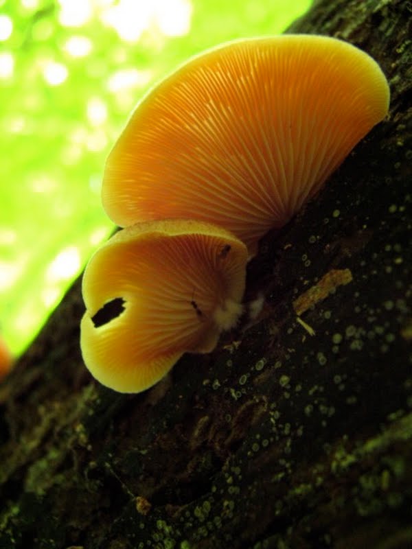 Crep-like mushroom