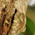Mossy leaf-tailed gecko