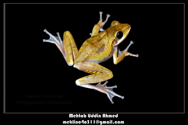 Indian Tree Frog or Chunam Tree Frog