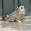 Short-eared Owl