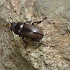 Lesser Stag Beetle, female