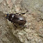 Lesser Stag Beetle, female