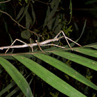 Phasmid Stick Insect