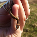 Dekay's Brown Snake