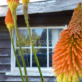 In the Country, by the shed by Nadia Chatterton - Flowers Single Flower