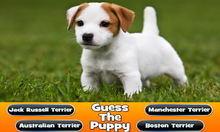 Guess The Puppy Breed Trivia poster 12