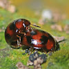 Mating Bug