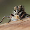 Robber Fly; Mosca Asesina