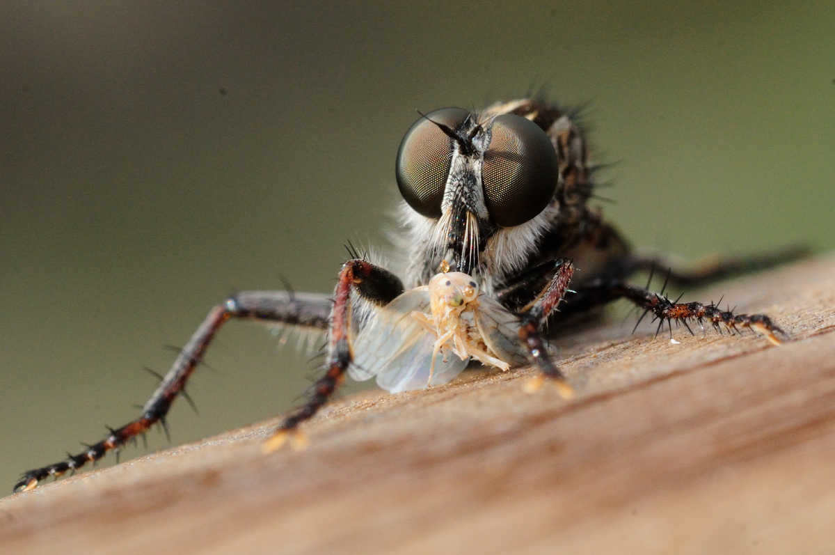 Robber Fly; Mosca Asesina