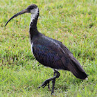 Straw-necked Ibis