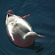 Black Guillemot