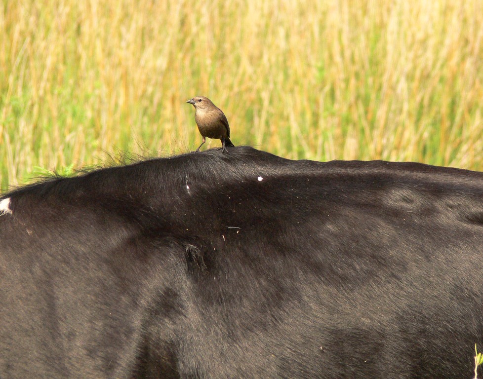 Shiny cowbird (female)