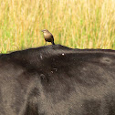 Shiny cowbird (female)