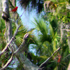 Northern Cardinal (pair)