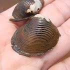 Freshwater Asian clam. Almeja asiática