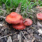 Redlead Roundhead fungi