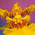 Oncidium