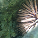 Ina ula/rock boring sea urchin