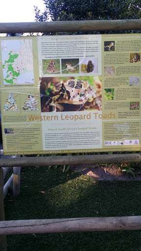 Western Leopard Toads 